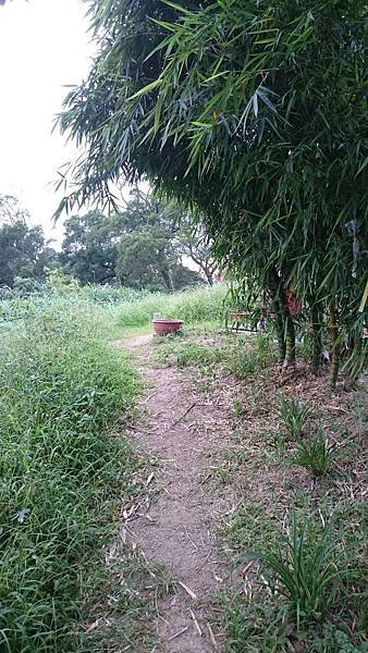 石灰坑山_170630_0039.jpg