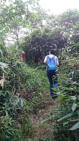 石灰坑山_170630_0045.jpg