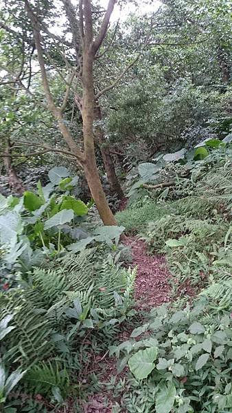 石灰坑山_170630_0047.jpg