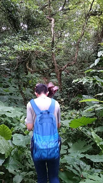 石灰坑山_170630_0048.jpg