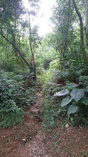 石灰坑山_170630_0053.jpg