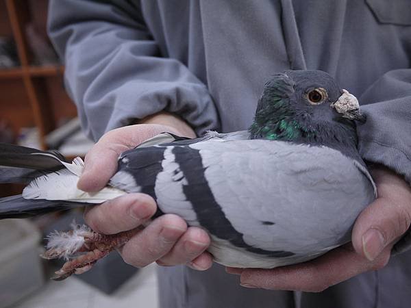 流浪老身體