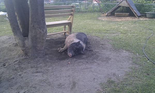 IMAG0276.jpg