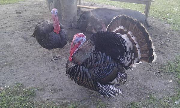 IMAG0281.jpg
