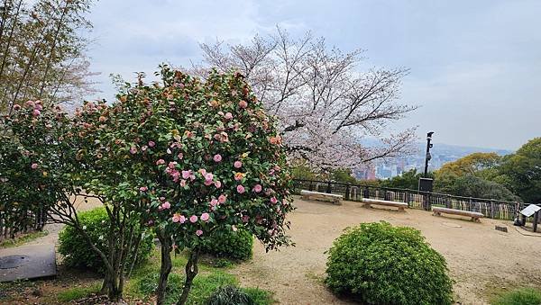 【國外旅行】母女二人跟團。日本四國之旅第三天