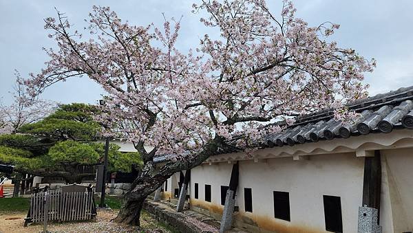 【國外旅行】母女二人跟團。日本四國之旅第三天