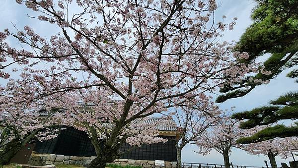 【國外旅行】母女二人跟團。日本四國之旅第三天