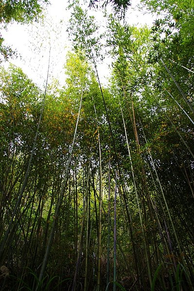 司馬庫斯 088.JPG