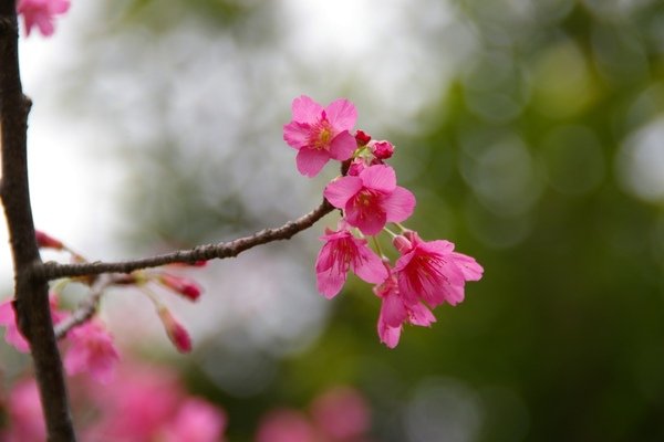 春花 084.jpg