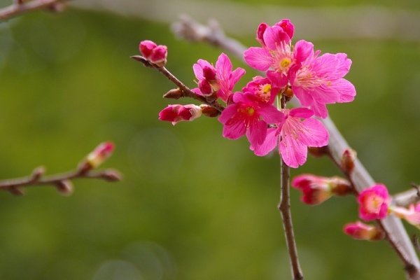 春花 040.jpg