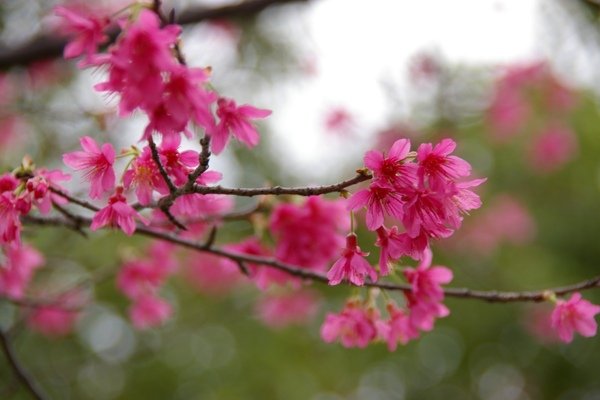 春花 033.jpg