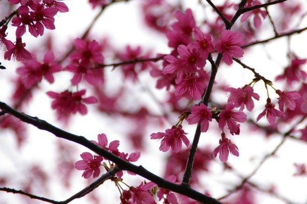春花 028.jpg