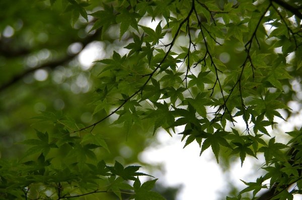 夏日京都 457.jpg