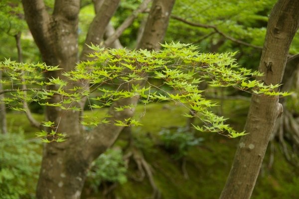 夏日京都 454.jpg