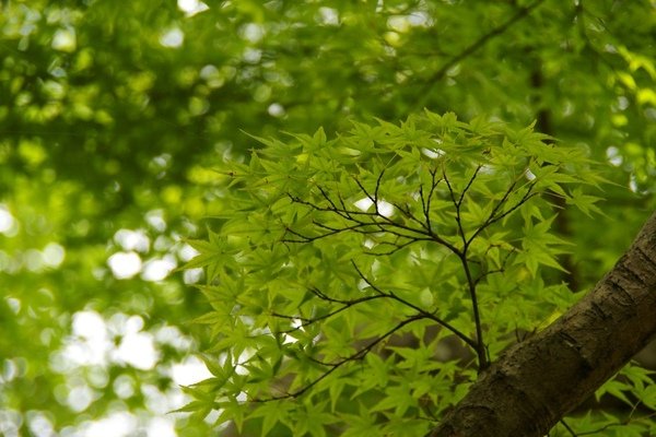 夏日京都 438.jpg