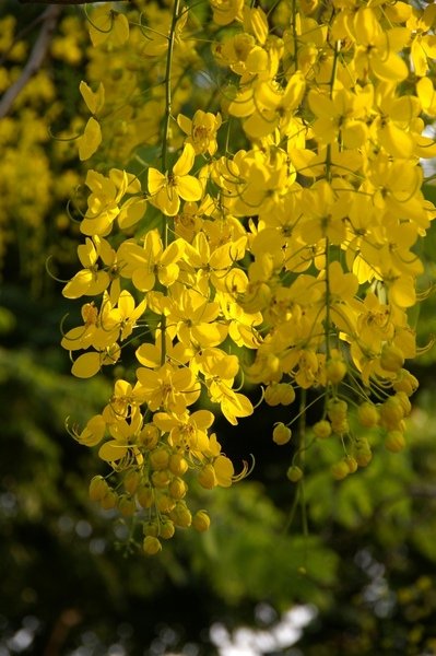 阿勃勒 114.jpg