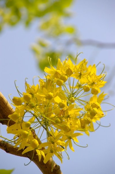 阿勃勒 088.jpg