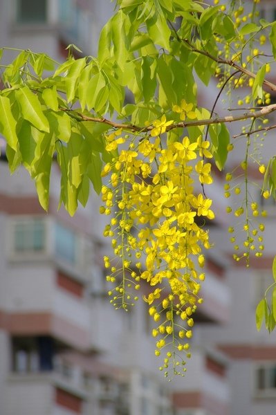 阿勃勒 086.jpg