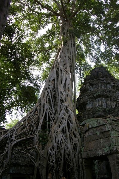 Angkor 668.jpg