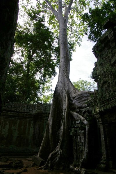 Angkor 655.jpg