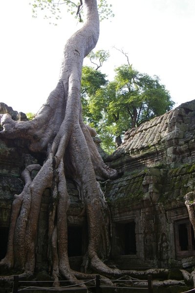 Angkor 634.jpg