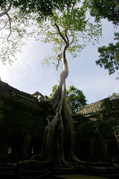 Angkor 627.jpg