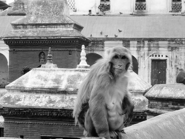 Nepal 1 07&apos; 490.jpg