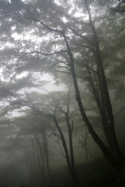觀霧 274.jpg