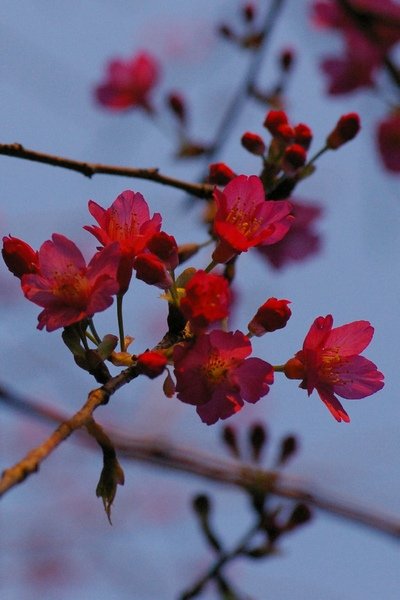馬武督探索森林 216.jpg