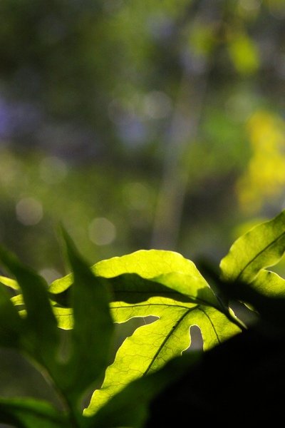 馬武督探索森林 023.jpg
