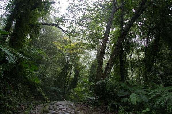 藤坪古道 343.jpg