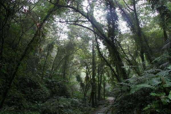 藤坪古道 337.jpg