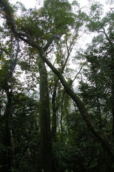 藤坪古道 147.jpg