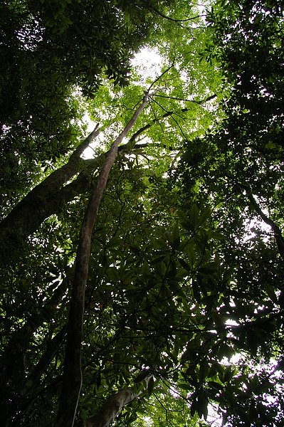 司馬庫斯 110.JPG