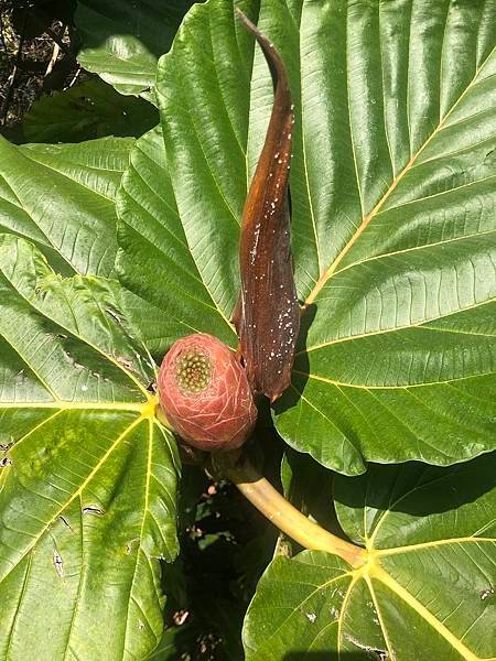 【翻玩墨爾本】墨爾本皇家植物園遊記