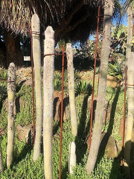 【翻玩墨爾本】墨爾本皇家植物園遊記