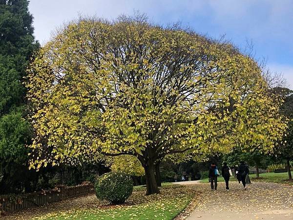 【翻玩墨爾本】墨爾本皇家植物園遊記