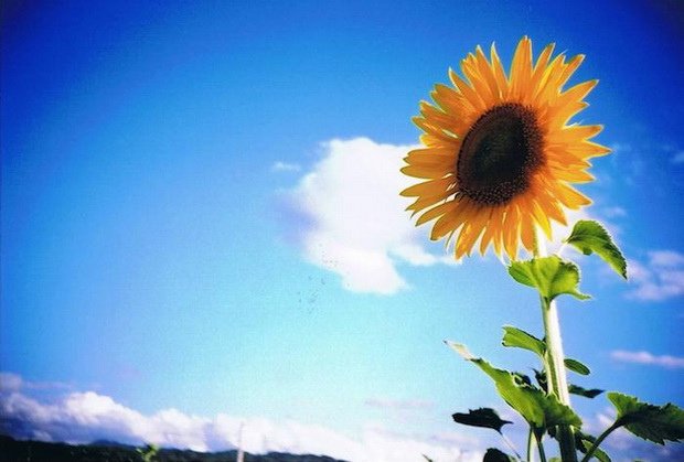 太陽花-01.jpg