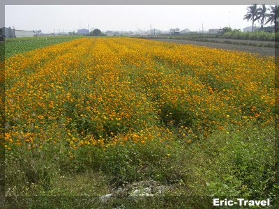 2009-大寮花田3.jpg