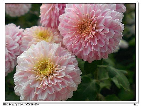 2014杭菊2.jpg