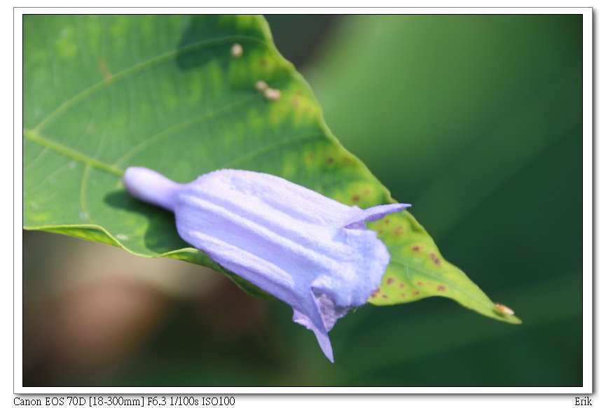 9藍花楹.jpg