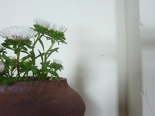 P1020307.JPG