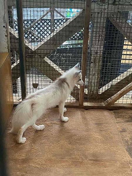 [仙台] 宮城藏王狐狸村、猊鼻溪、中尊寺、松島、Beny L