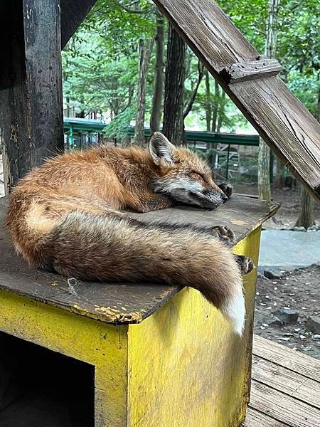 [仙台] 宮城藏王狐狸村、猊鼻溪、中尊寺、松島、Beny L