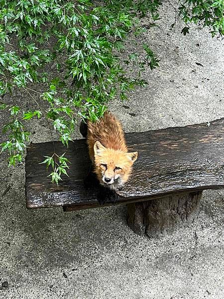 [仙台] 宮城藏王狐狸村、猊鼻溪、中尊寺、松島、Beny L