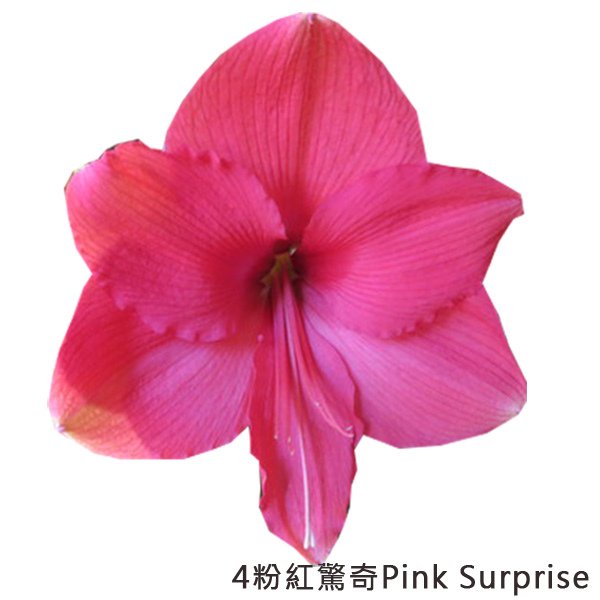 4粉紅驚奇Pink Surprise.jpg