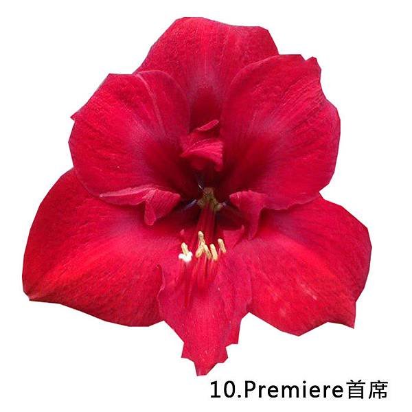 10Premiere首席.jpg