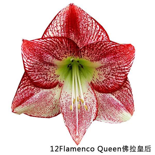 12Flamenco Queen佛拉皇后（調）.jpg