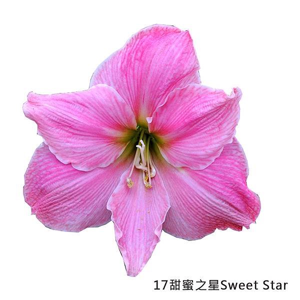 17甜蜜之星Sweet Star.jpg