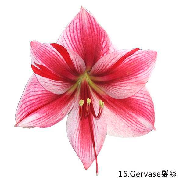 16.Gervase髮絲.jpg